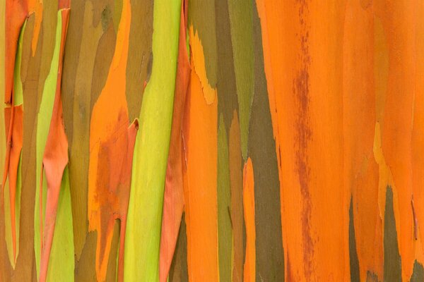 Abstract tree bark in orange tone