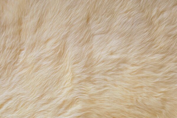 Texture de fourrure douce blanche