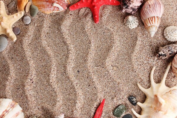 Motif sur le sable avec des coquillages et des étoiles de mer