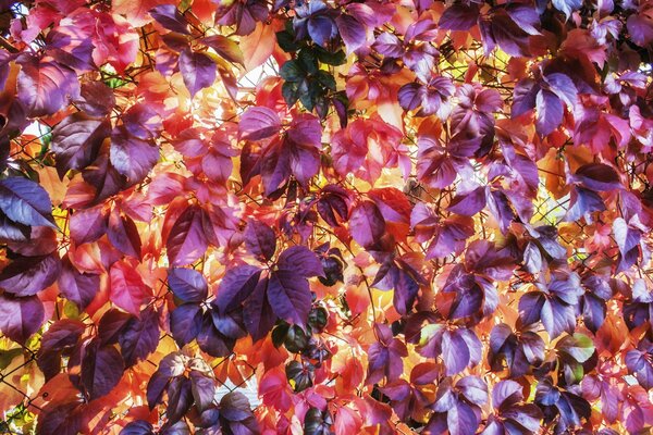 Feuilles de plantes lilas sur une grille