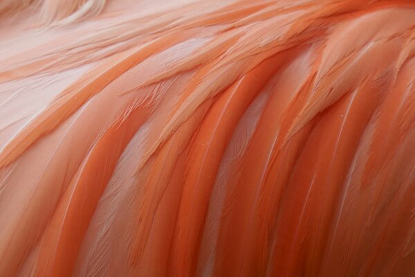 Rosa Flamingofedern malen