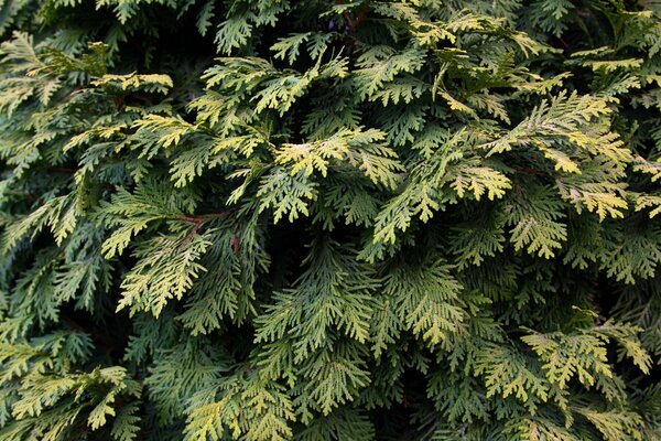 Pino solitario en follaje verde