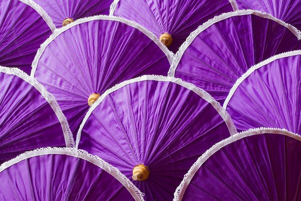 Purple antique umbrellas in a row