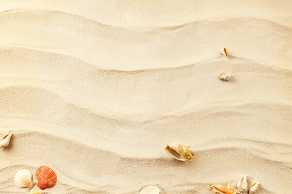 Seashells on the background of sand waves