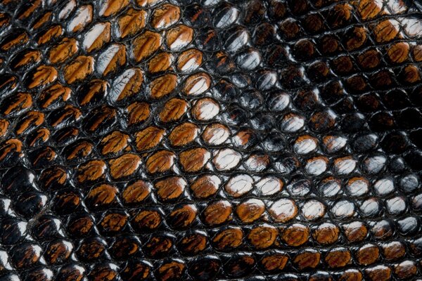 Piel de serpiente en textura