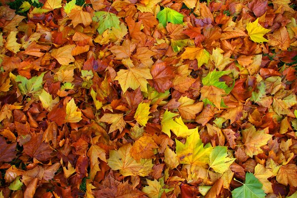 A bunch of colorful autumn maple leaves