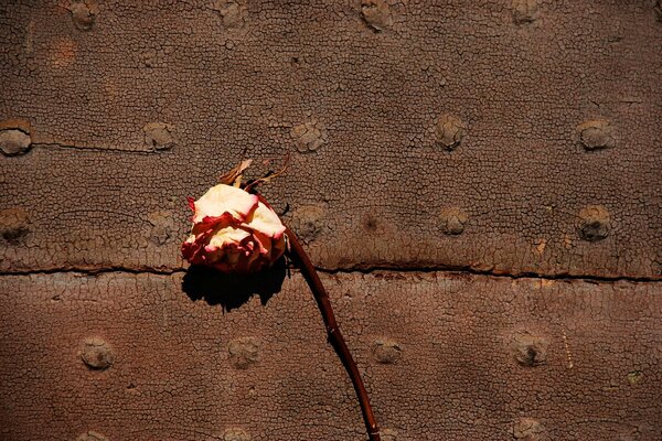 Monochrome picture of a dried flower