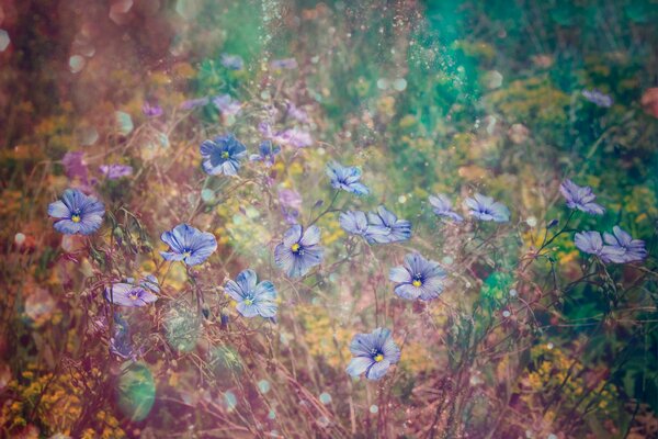 Fleurs dans l herbe floue pour le bureau