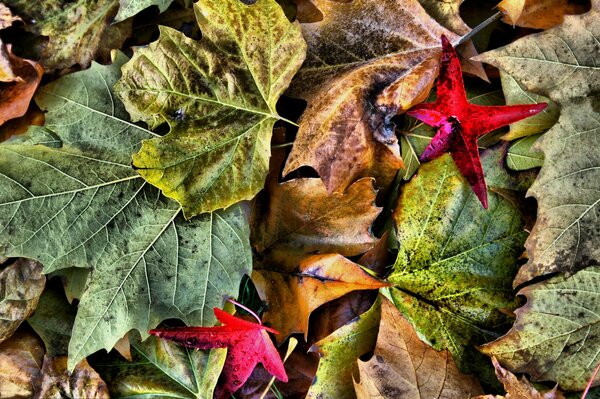 Im Herbst sehen die Blätter so aus, wie alles auf der Erde aussieht
