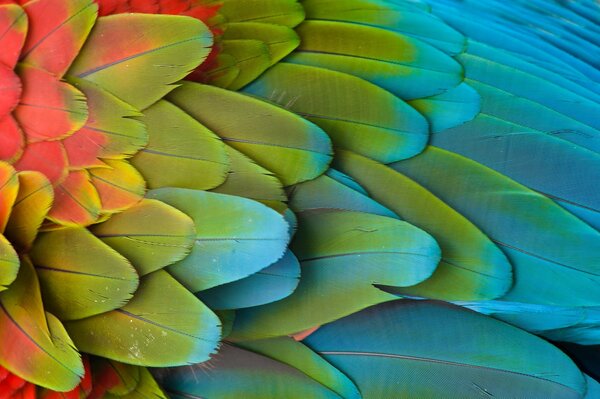 Bright feathers on the wing of a parrot