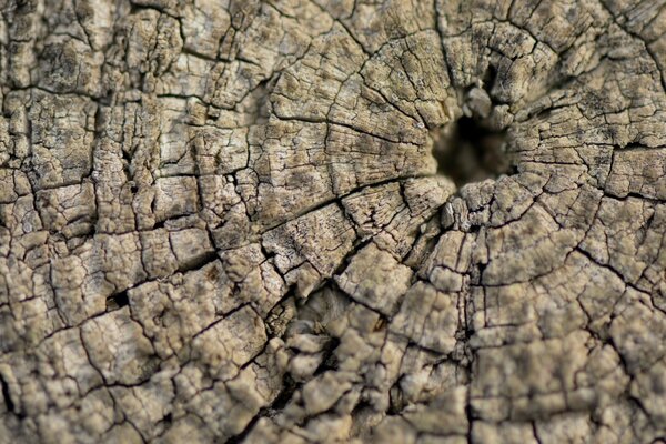 Écorce d arbre. Texture du bois macro