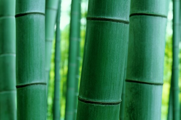Природа как бамбук вся зеленая