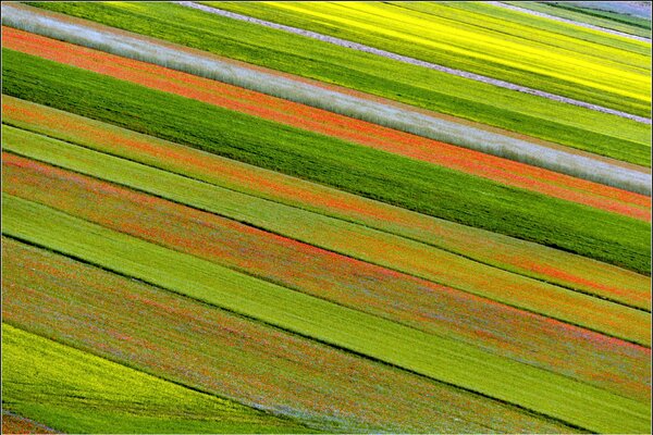 Eine Plantage mit bunten Tulpen in Form einer Linie