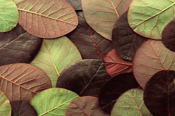 Hojas de otoño en la naturaleza