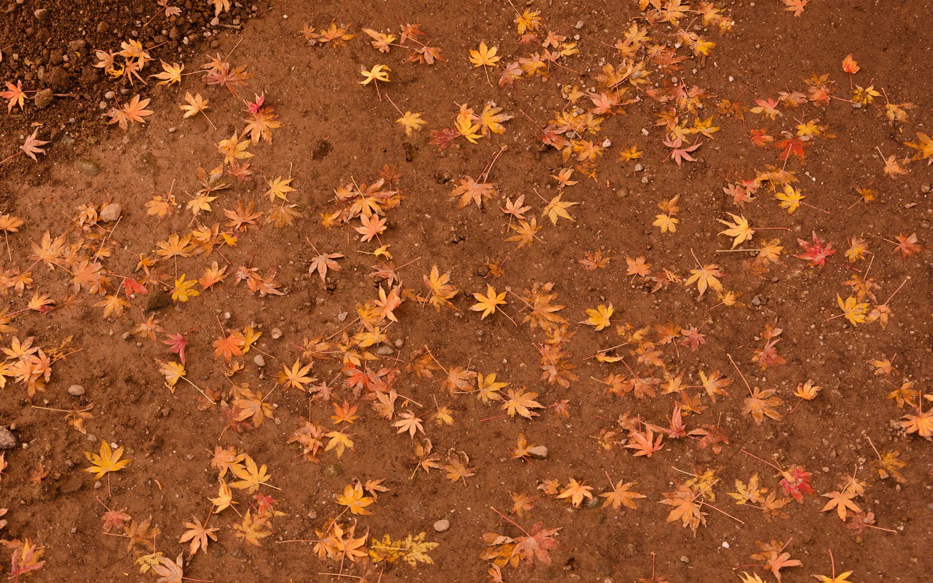 terra foglie giallo acero