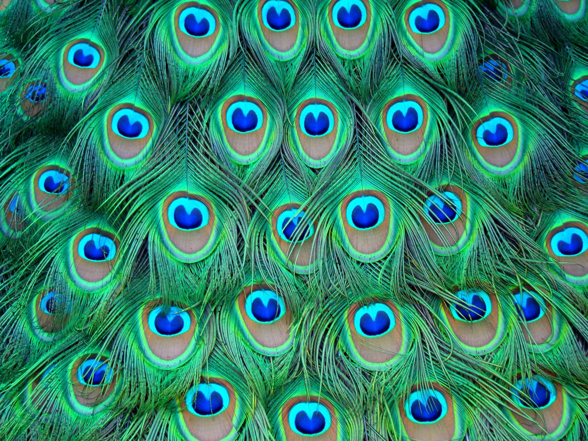 feathers peacock color