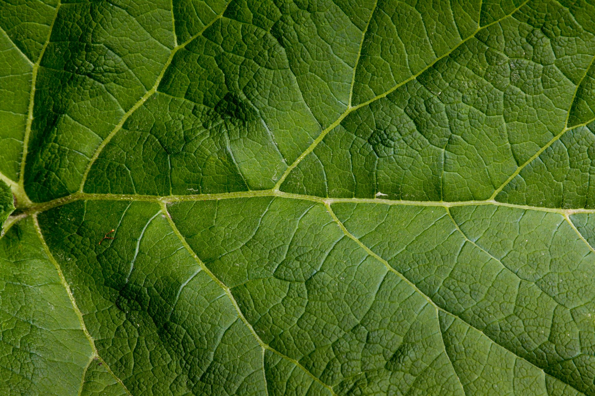 blatt grün groß modell