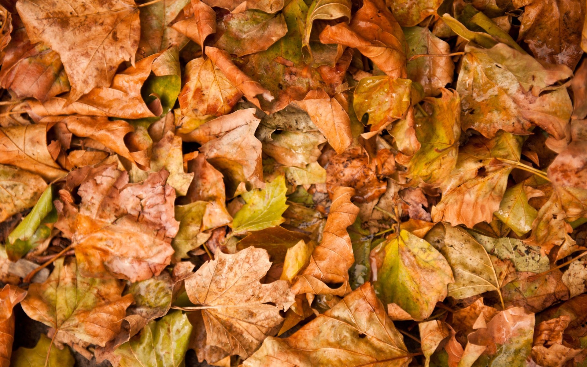 autumn leaves yellow fallen