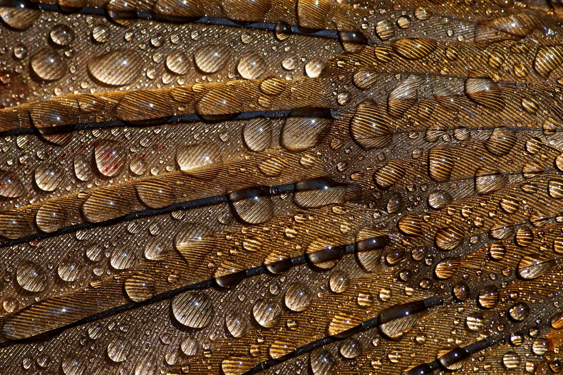 plumas gotas macro