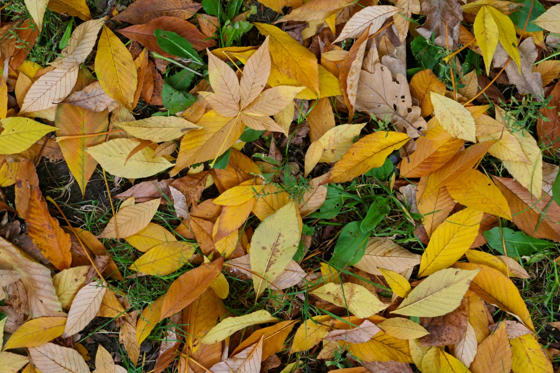 autunno foglia verde giallo