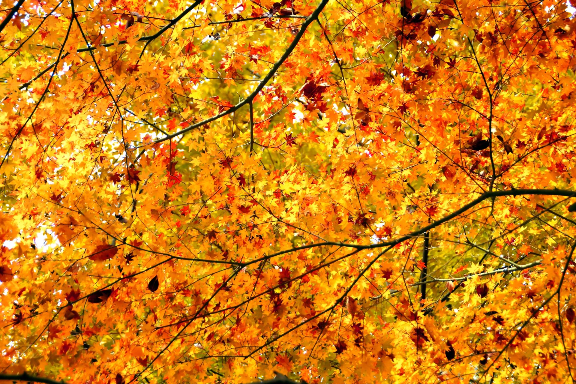 árbol ramas hojas otoño corona arce