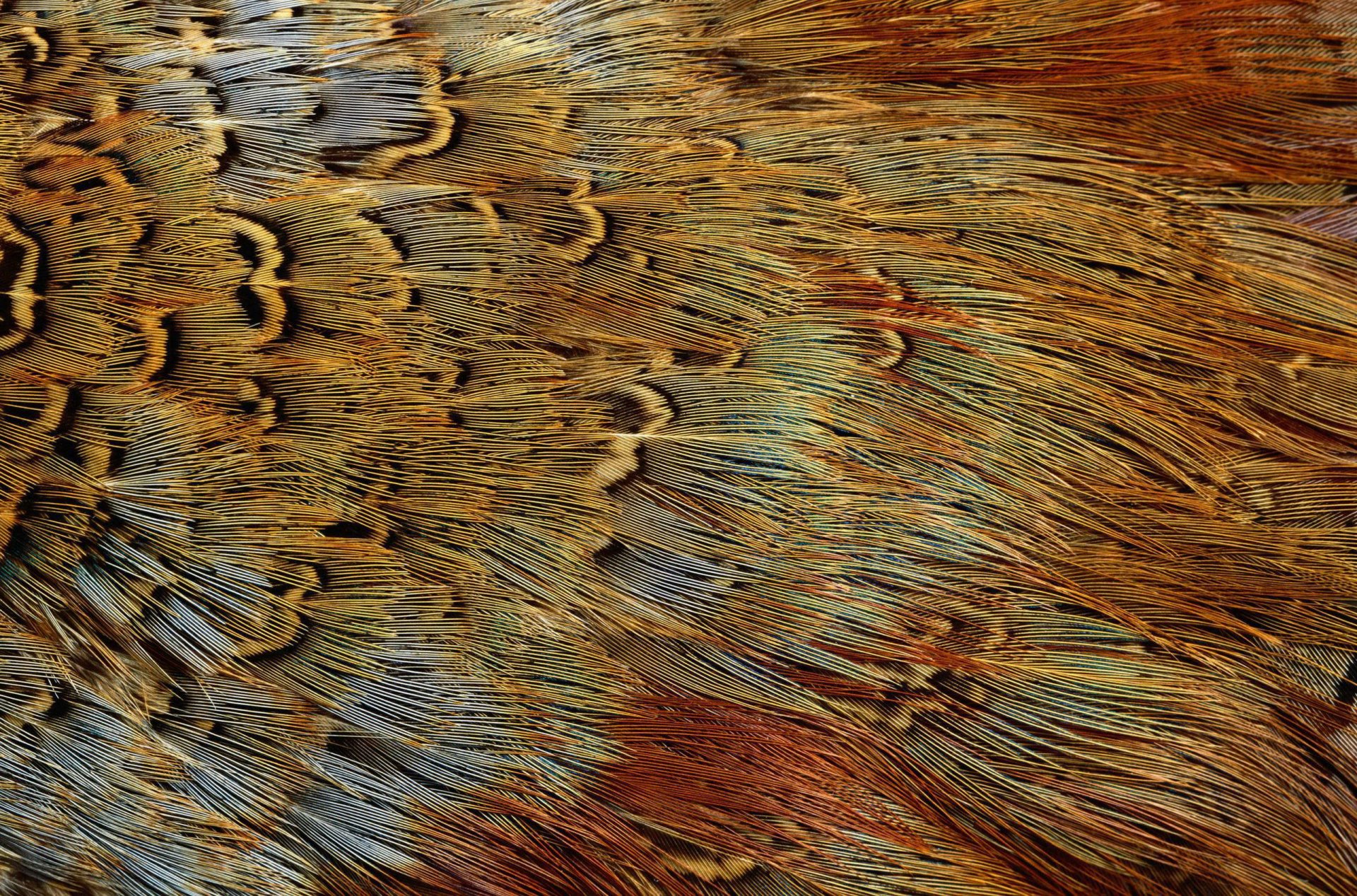 textures feather exotic bird animal texture desktop background