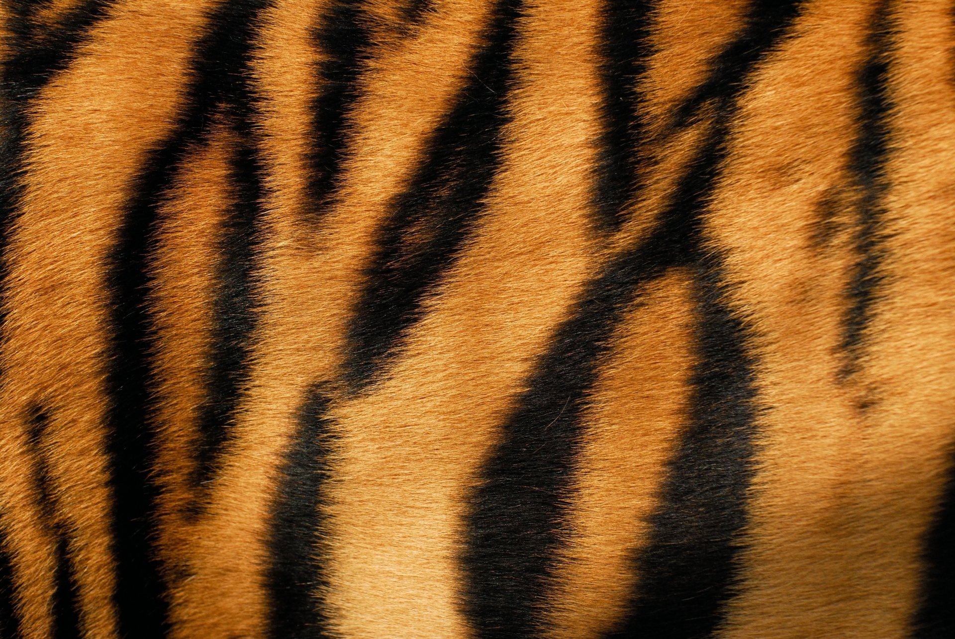 tiger wool fur of the strip