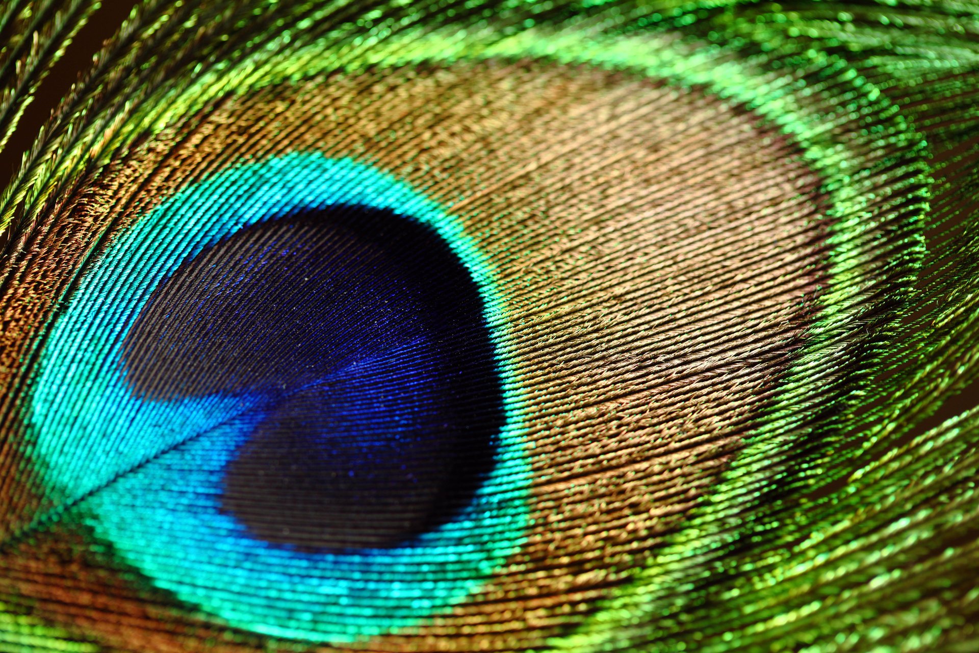 close up textures feather peacock pattern