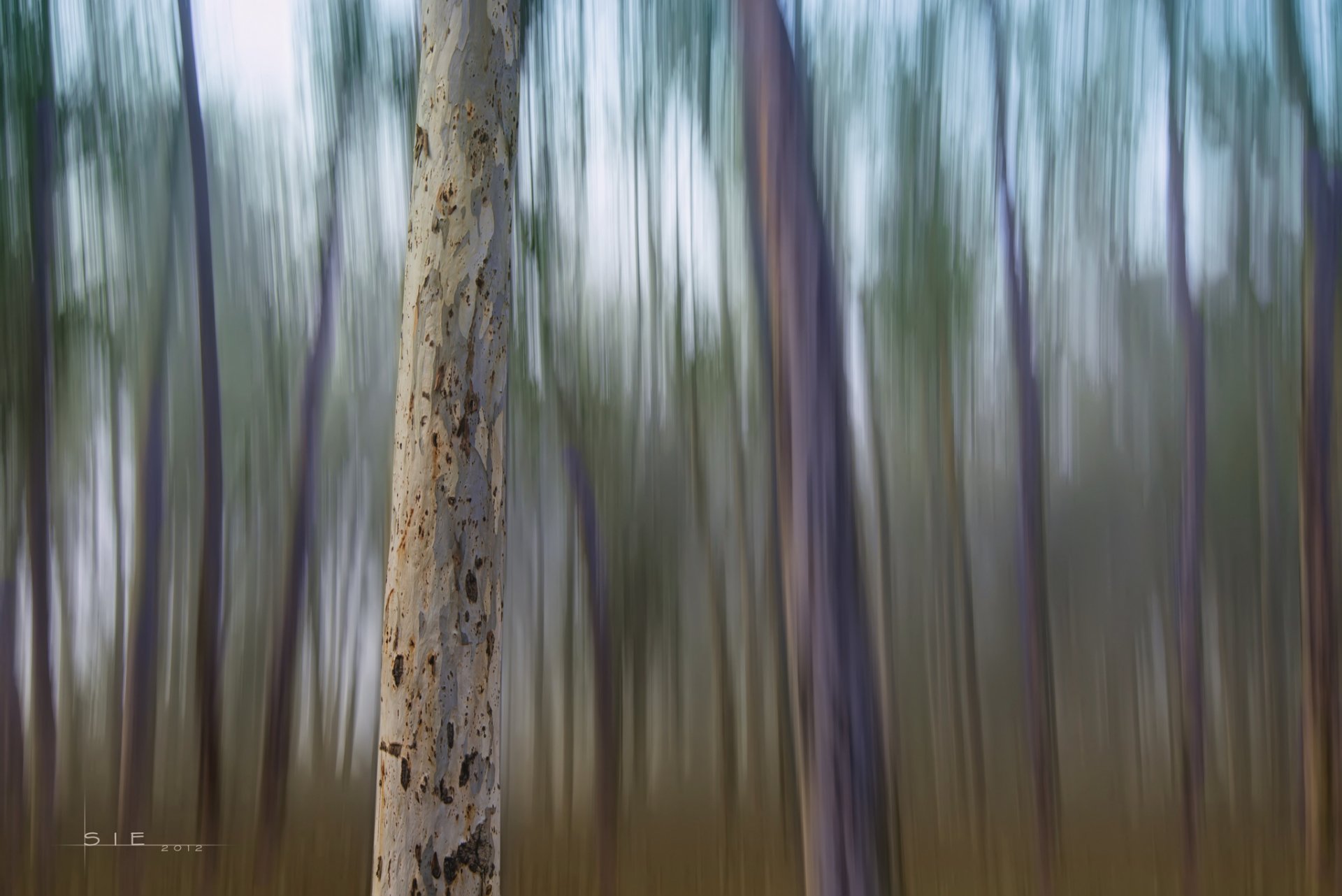 foresta alberi tronchi sfocatura strisce