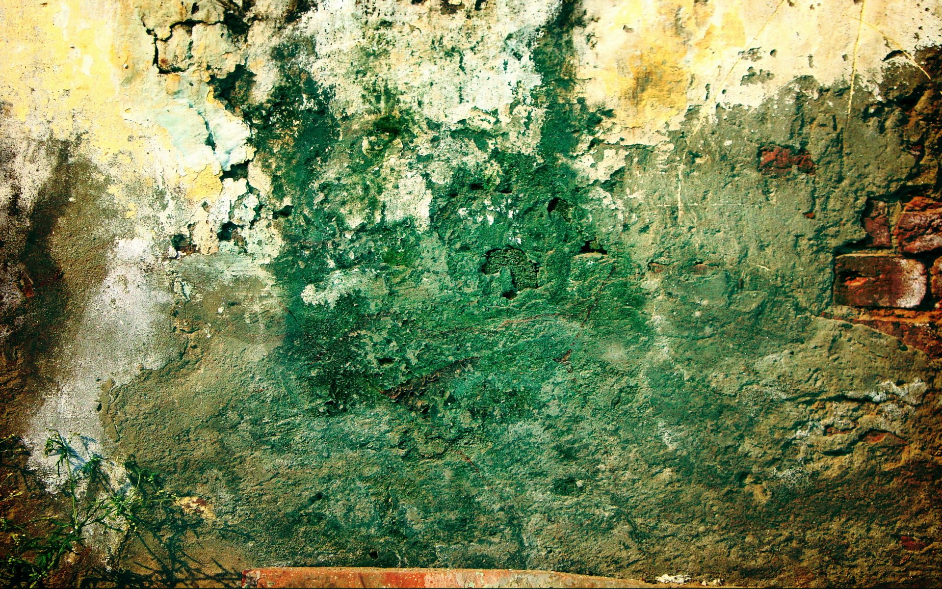 mur brique vert pollué plante grunge modèle