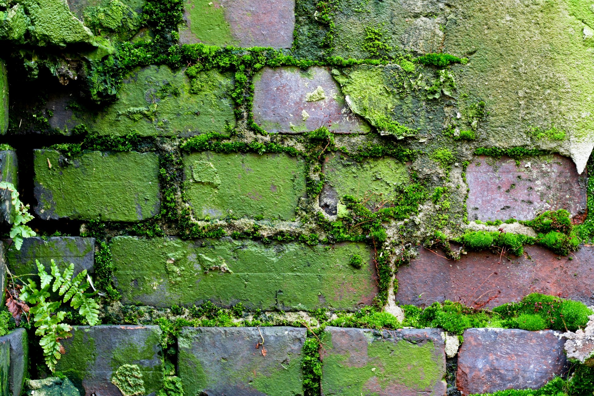 pattern brick wall mo