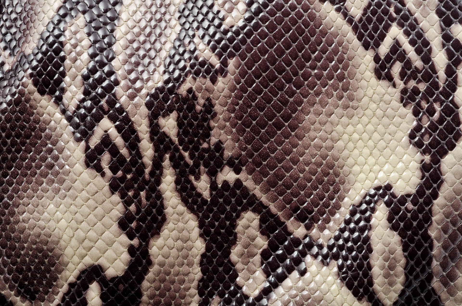 animal texture textures snake leather coloring