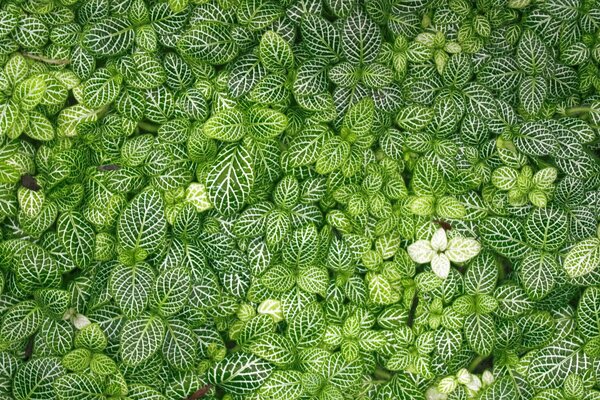 Feuilles vertes brillantes avec des veines blanches