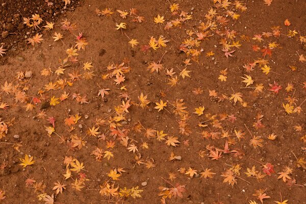 Осенние листья клена на земле