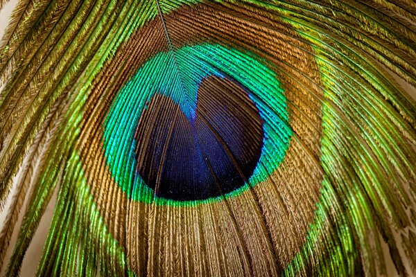 Peacock feathers with heart-shaped tenderloin