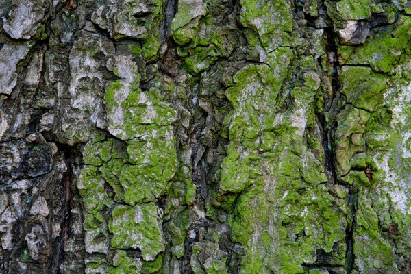 Kora drzewa pokryta jest zielonym mchem