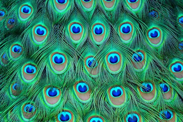 Fondo de plumas de pavo real con elementos azules