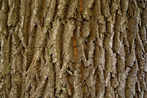 Corteza texturizada de un árbol grande