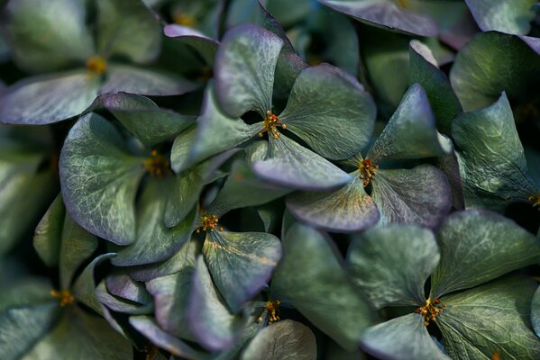 Pétalos de Hortensia de cerca