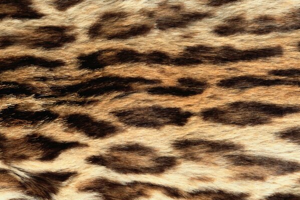 Leopard fur glistens in the sun