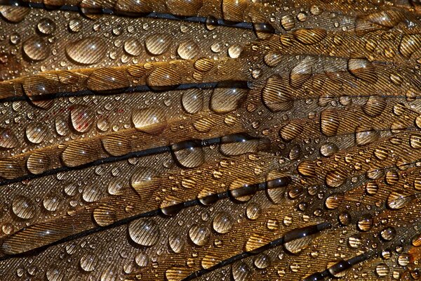 Drops on feathers in macro background