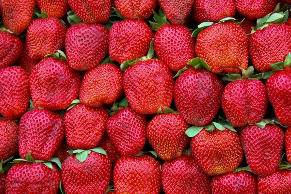 Red strawberry close-up