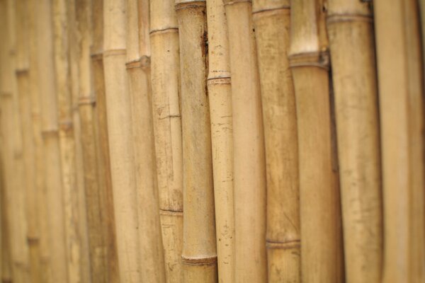 A spectacular wall of bamboo stalks