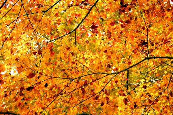 Sehr Blätter Zweig Baum