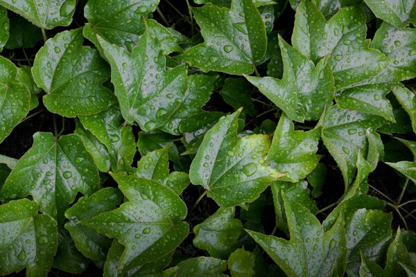 Beautiful leaves after the rain