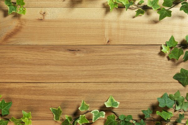 Green ivy curls over the wooden texture