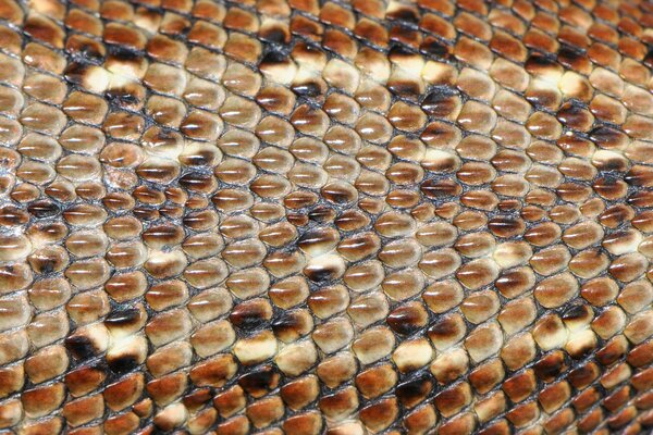 Brown lizard skin, macro photography