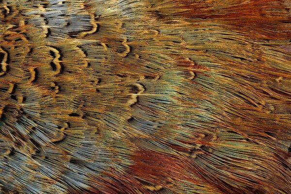 Textura de plumas de aves exóticas