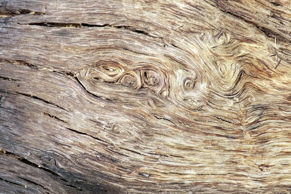 Abstract texture dry wood