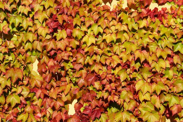 Imagen de hojas amarillas brillantes de otoño en la pared, hojas de arce